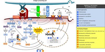 How to Make an Immune System and a Foreign Host Quickly Cohabit in Peace? The Challenge of Acute Graft-Versus-Host Disease Prevention After Allogeneic Hematopoietic Cell Transplantation